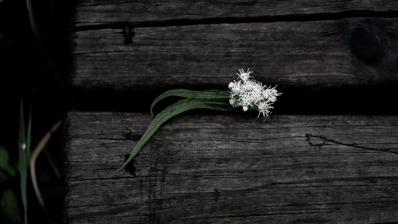 resiliencia significado concepto y ejemplos