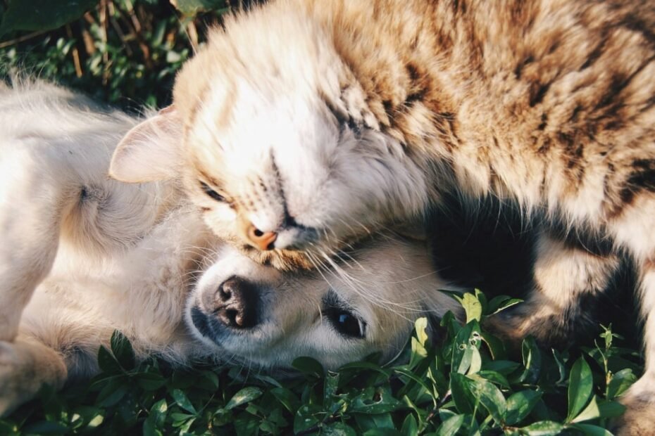 duelo perdida de una mascota muy querida